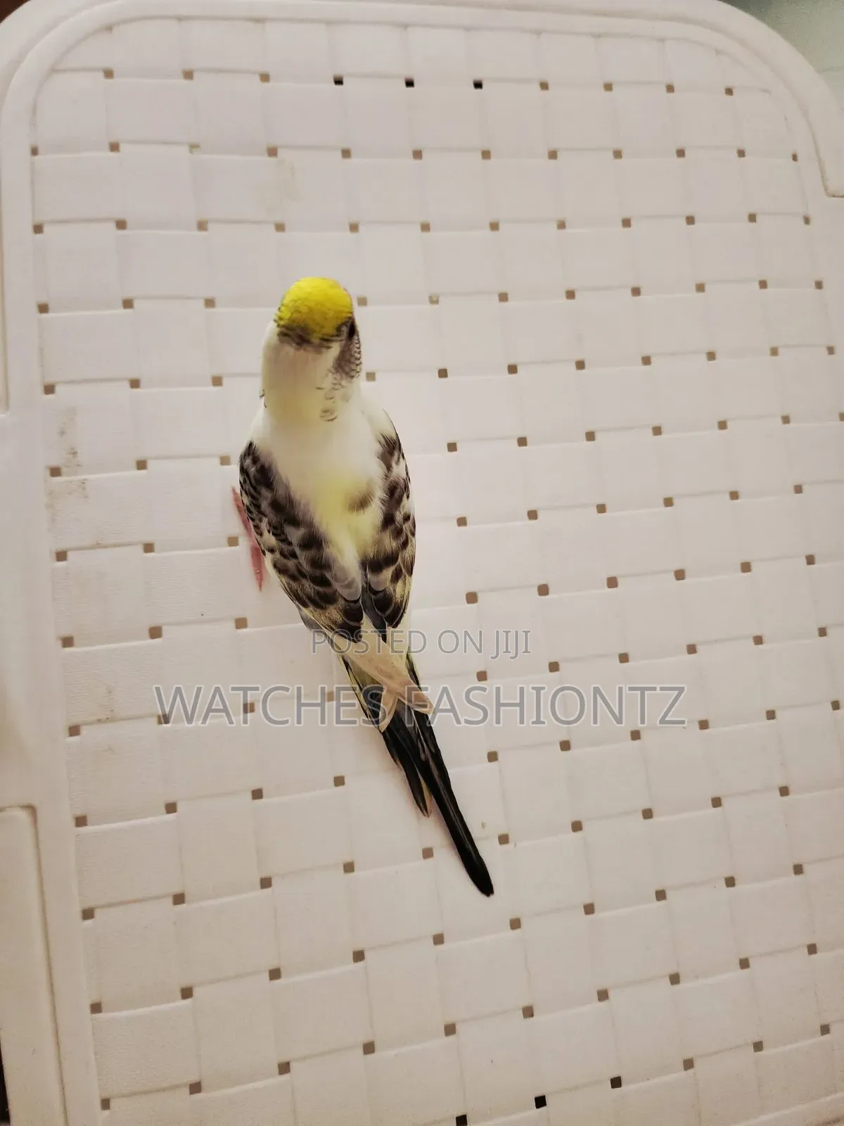 Australian Budgies