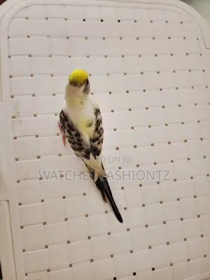 Australian Budgies