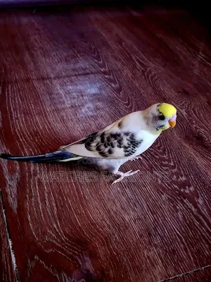 Australian Budgies