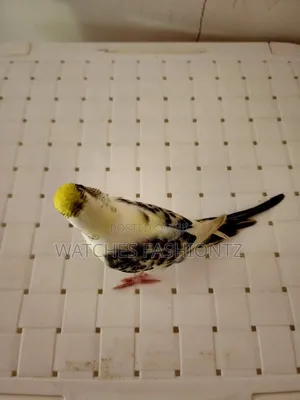 Australian Budgies