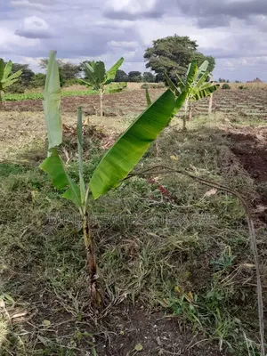 Cheap Plot for Sale Along Nduruma Road Arusha