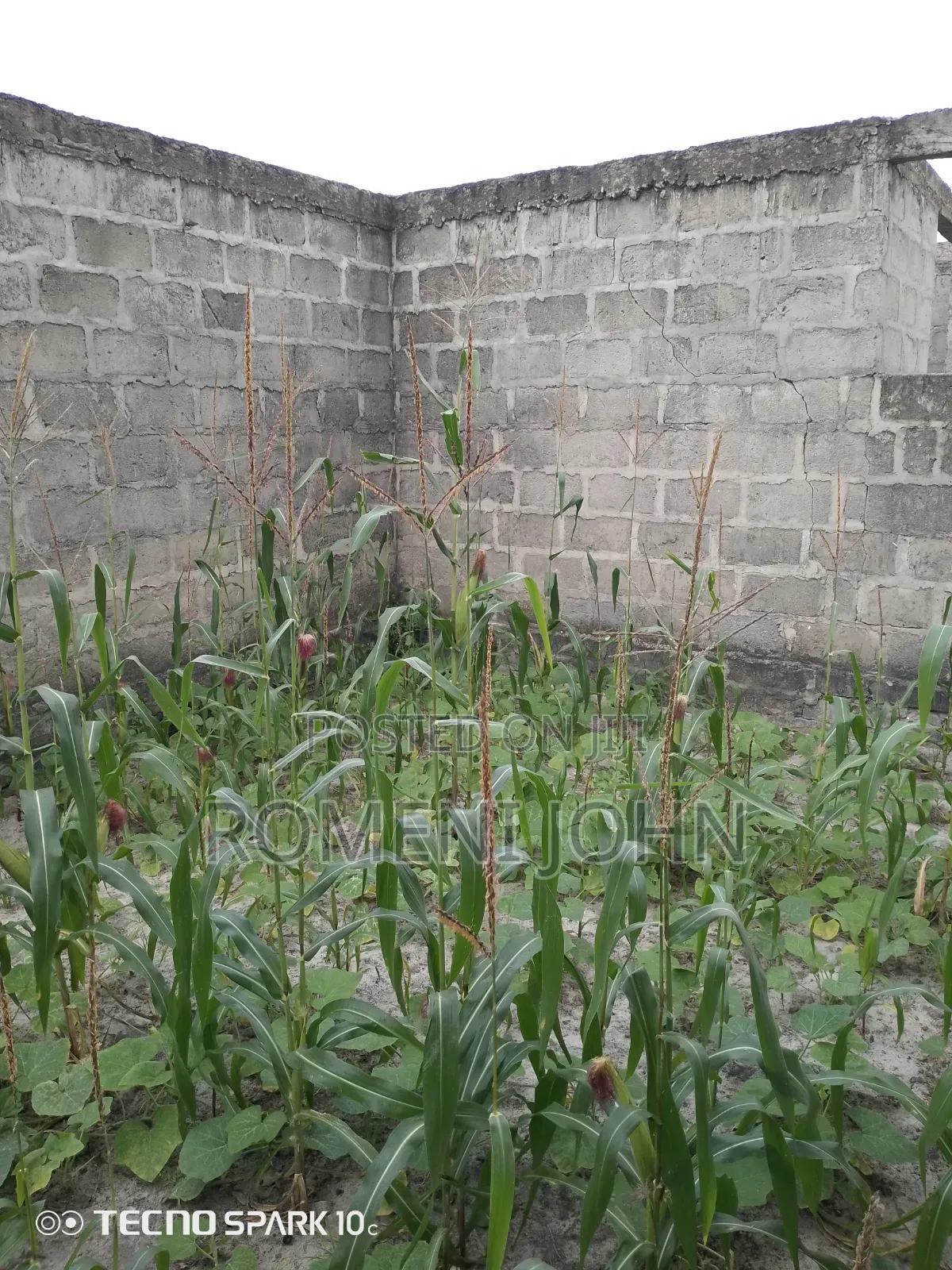 Pagale Linauzwa Milioni Gongolamboto Majohe Bwela.