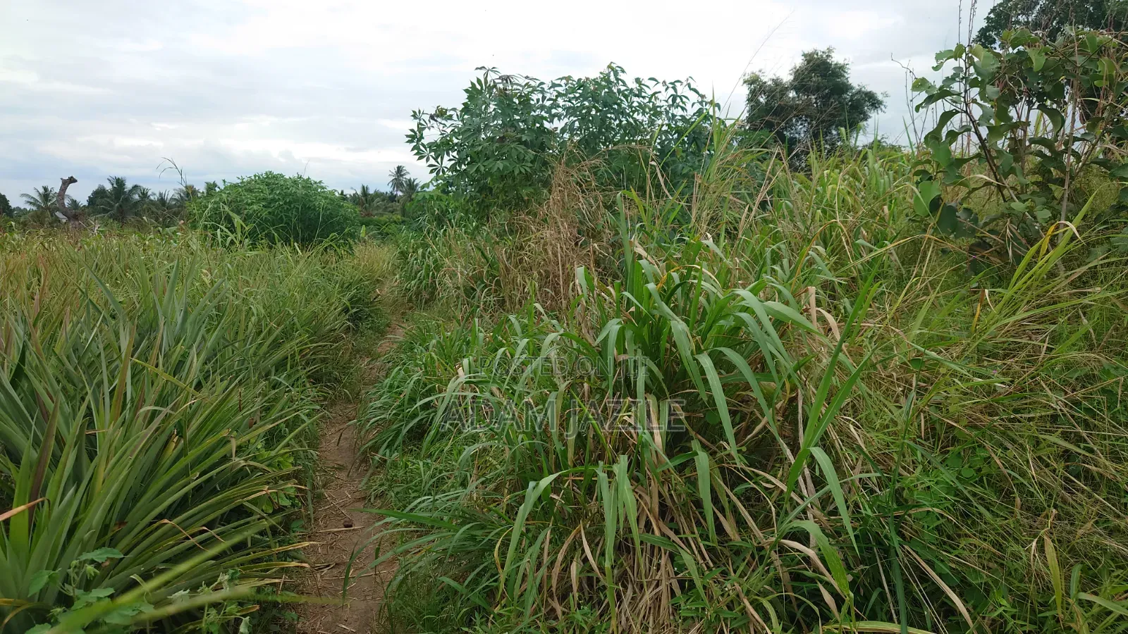 Kiwanja Cha 30x25 Kinauzwa Kiwangwa Bagamoyo Pwani