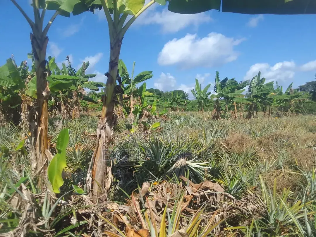 Shamba Linauzwa Kiwangwa Bagamoyo