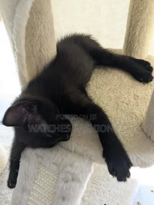 1-3 months Male Purebred Bombay
