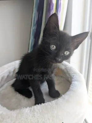 1-3 months Male Purebred Bombay