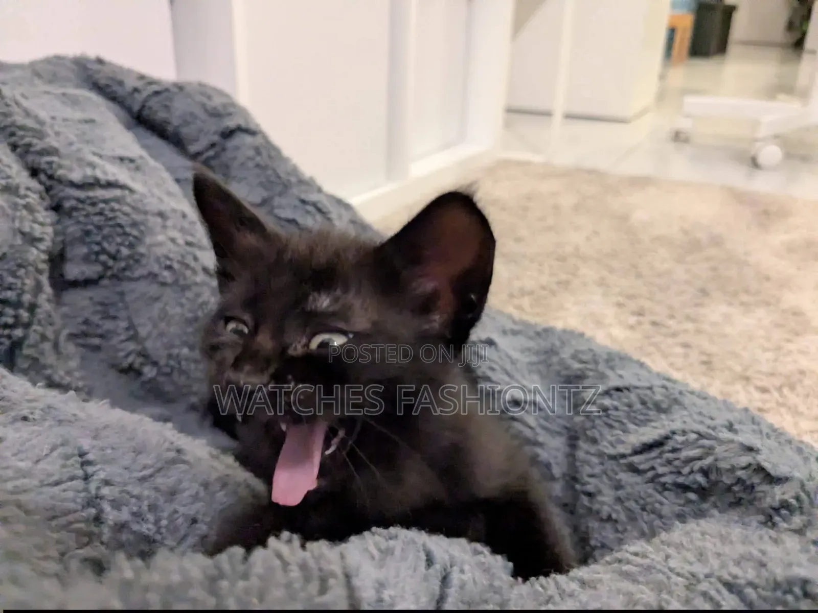 1-3 months Male Purebred Bombay
