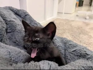 1-3 months Male Purebred Bombay