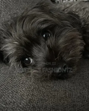1-3 months Male Purebred Maltipoo