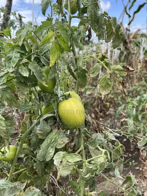 Shamba La Ekari 58 Lenye Mto Sanya Linauzwa Boma Ng'ombe Kwa Wasomali