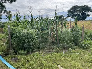 Shamba La Ekari 58 Lenye Mto Sanya Linauzwa Boma Ng'ombe Kwa Wasomali