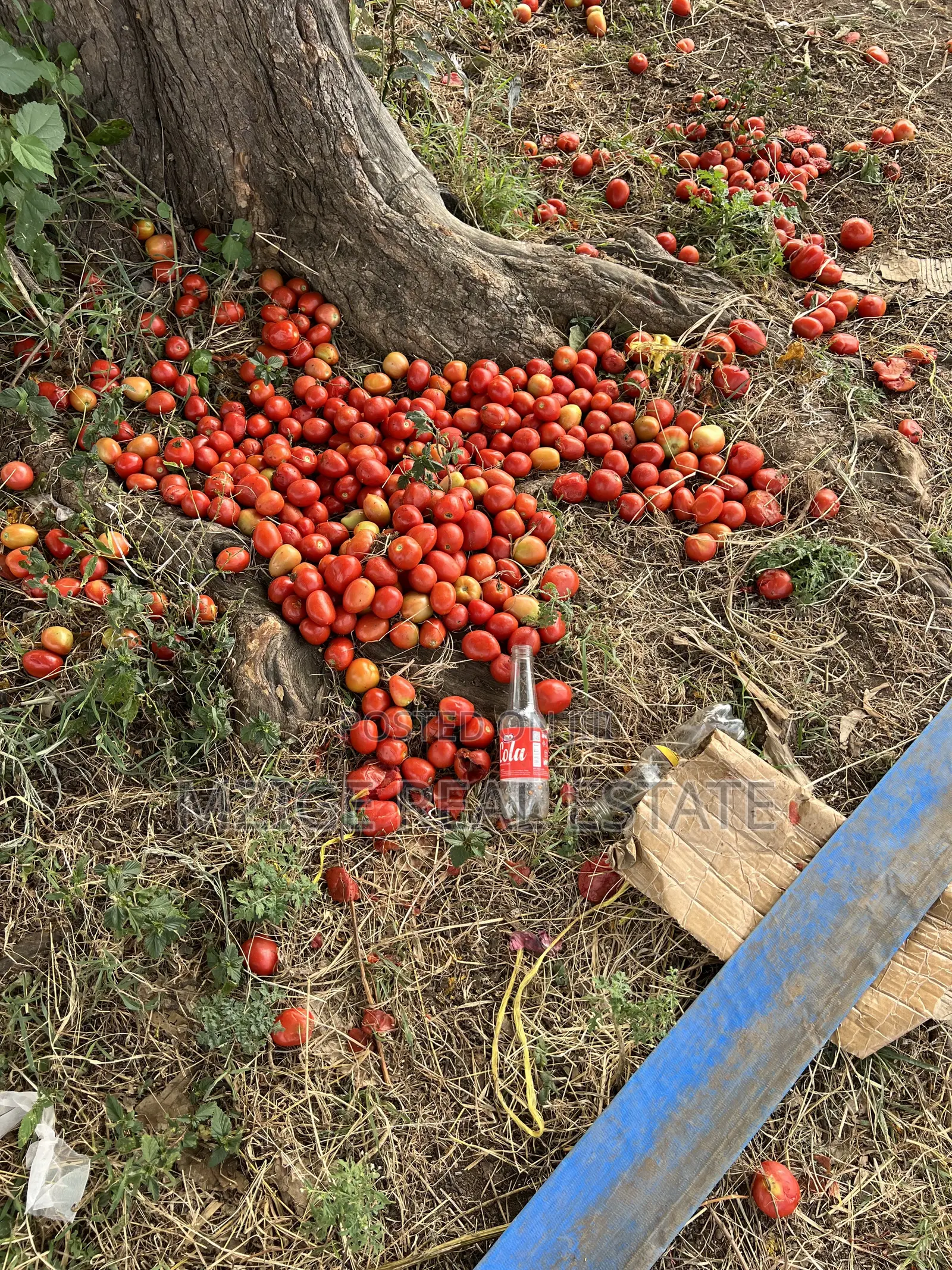 Shamba La Ekari 58 Lenye Mto Sanya Linauzwa Boma Ng'ombe Kwa Wasomali