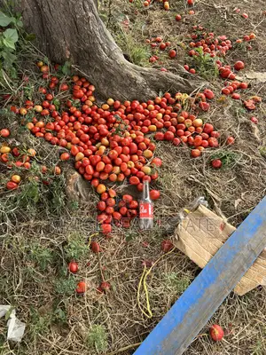 Shamba La Ekari 58 Lenye Mto Sanya Linauzwa Boma Ng'ombe Kwa Wasomali