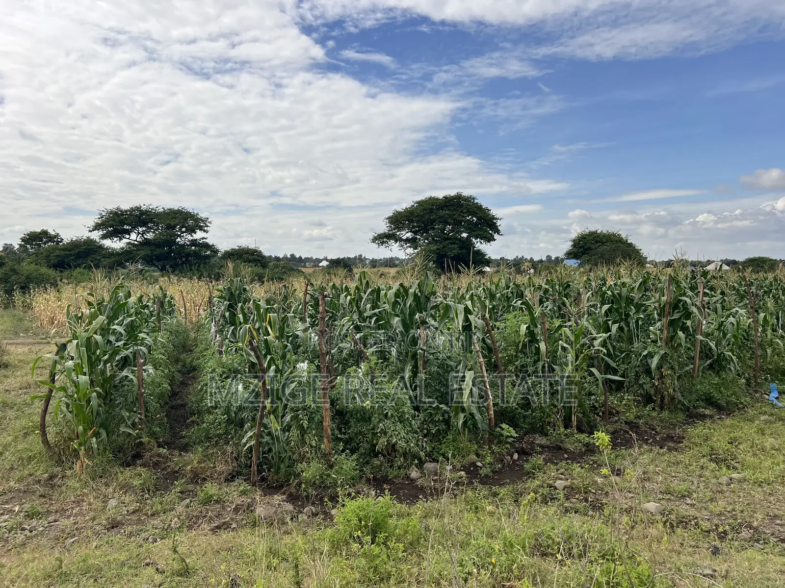 Shamba La Ekari 58 Lenye Mto Sanya Linauzwa Boma Ng'ombe Kwa Wasomali