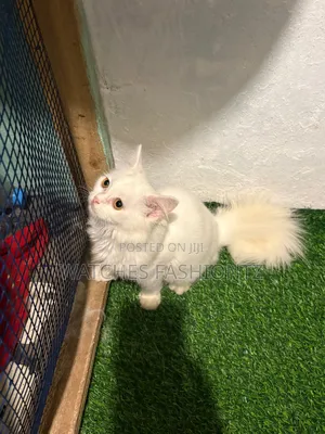 1-3 months Male Purebred Persian