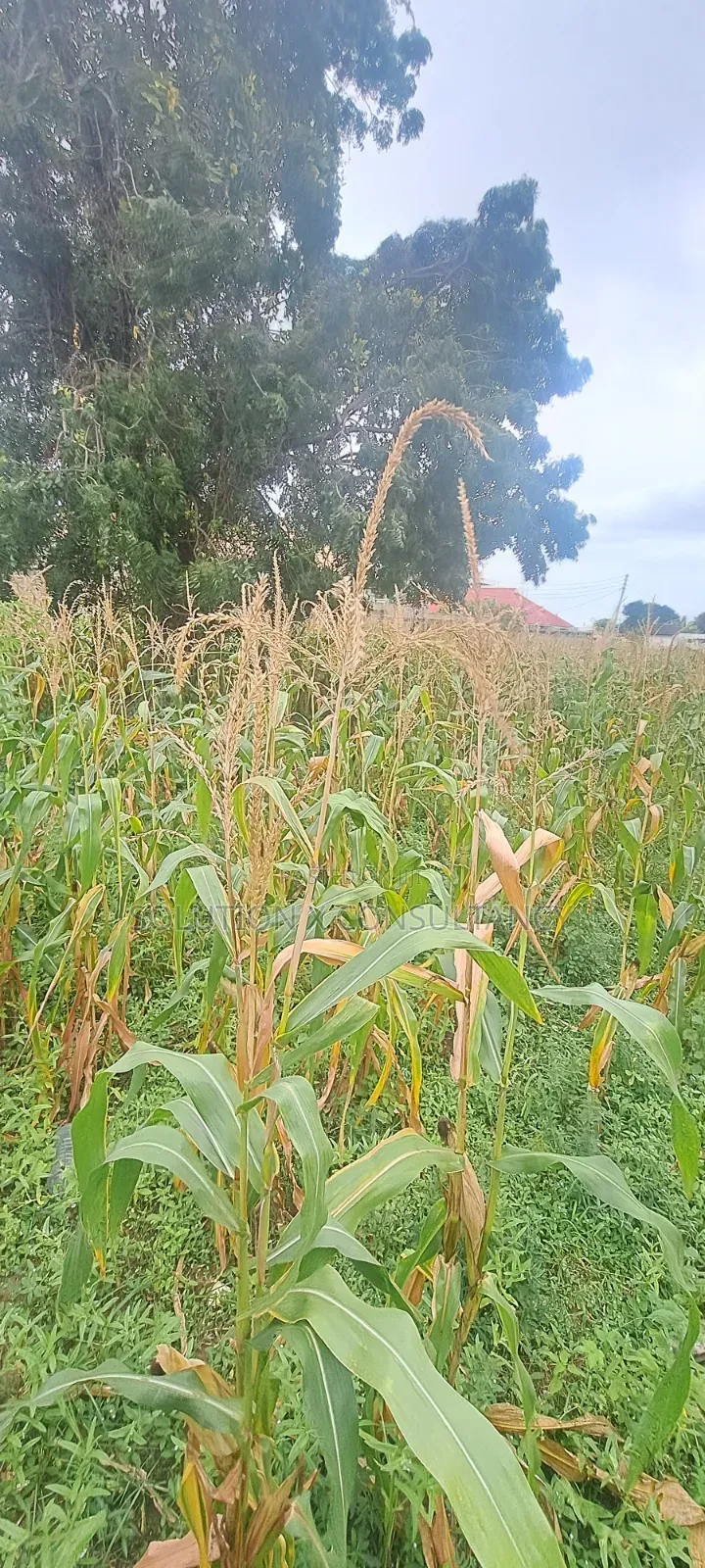 Kiwanja Kinauzwa Mbweni Teta