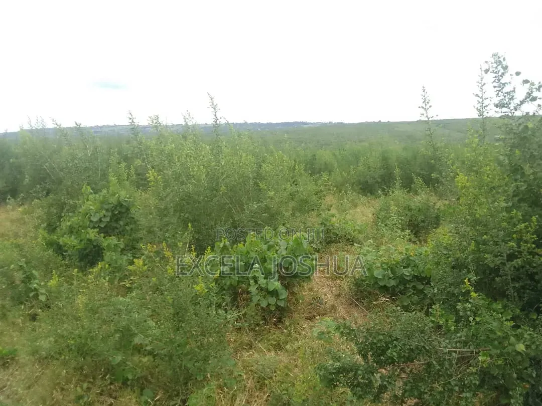 Shamba Linauzwa Kiwangwa Bagamoyo