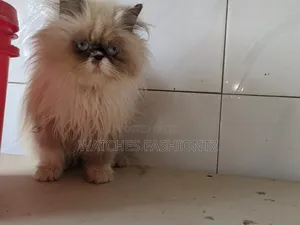 3-6 months Female Purebred Persian