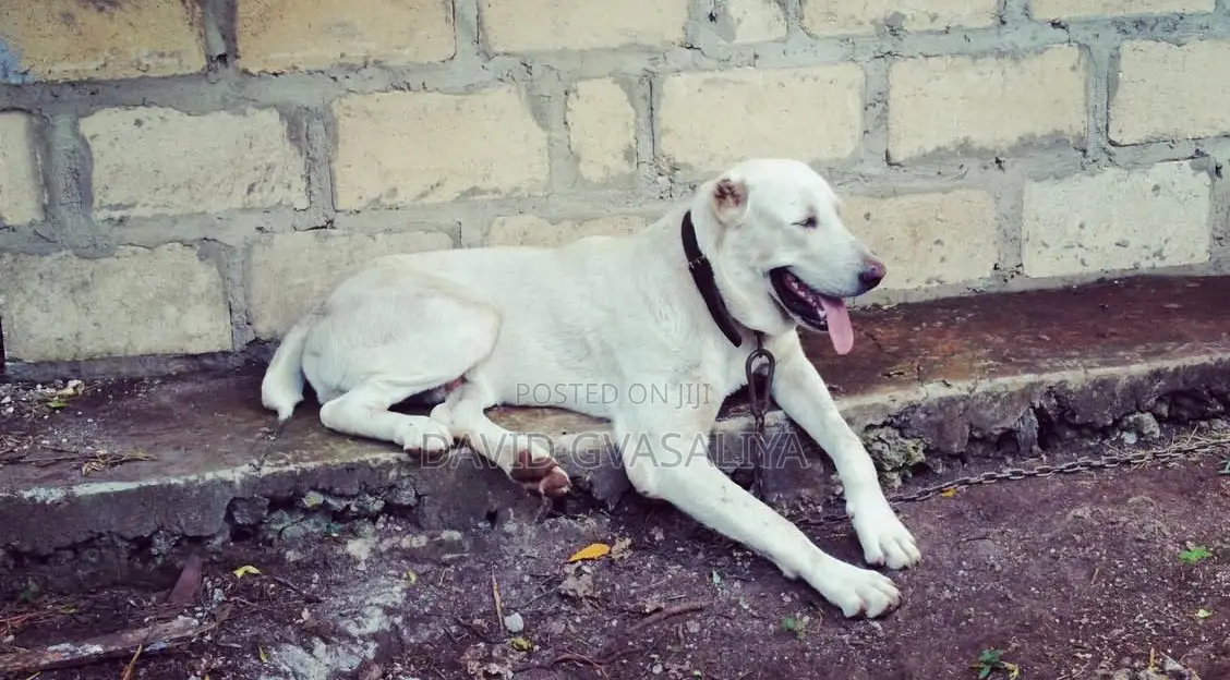 1+ year Male Purebred Alabai