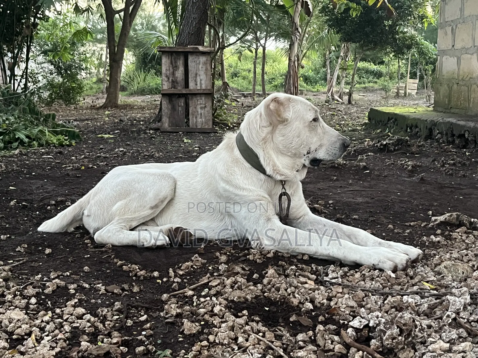 1+ year Male Purebred Alabai