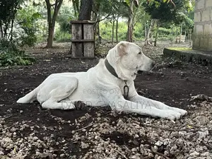 1+ year Male Purebred Alabai