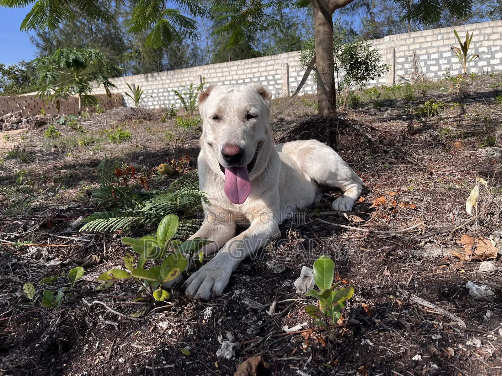 1+ year Male Purebred Alabai