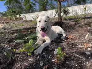 1+ year Male Purebred Alabai