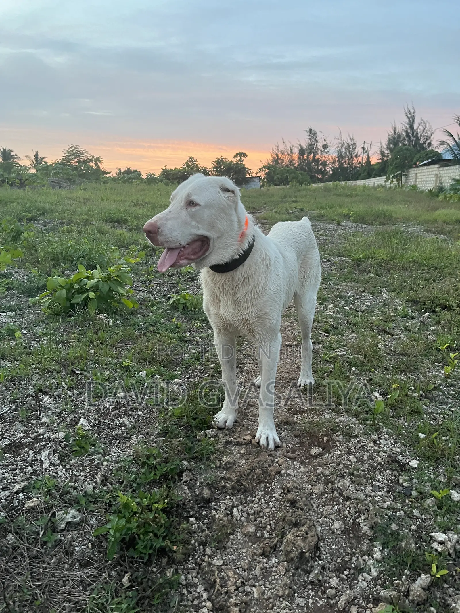 1+ year Male Purebred Alabai