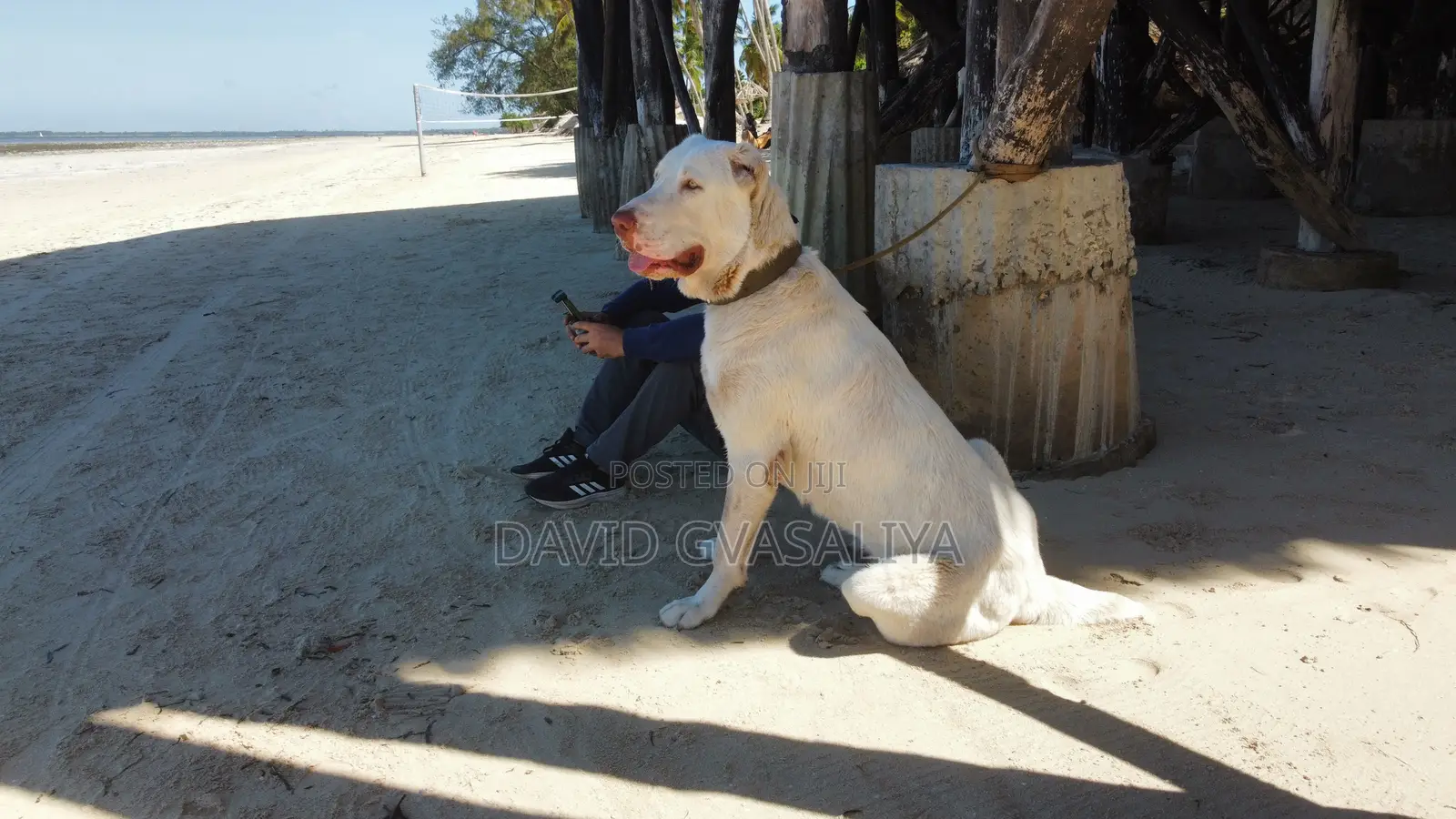 1+ year Male Purebred Alabai