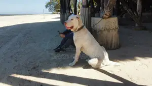 1+ year Male Purebred Alabai
