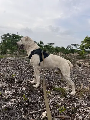 1+ year Male Purebred Alabai