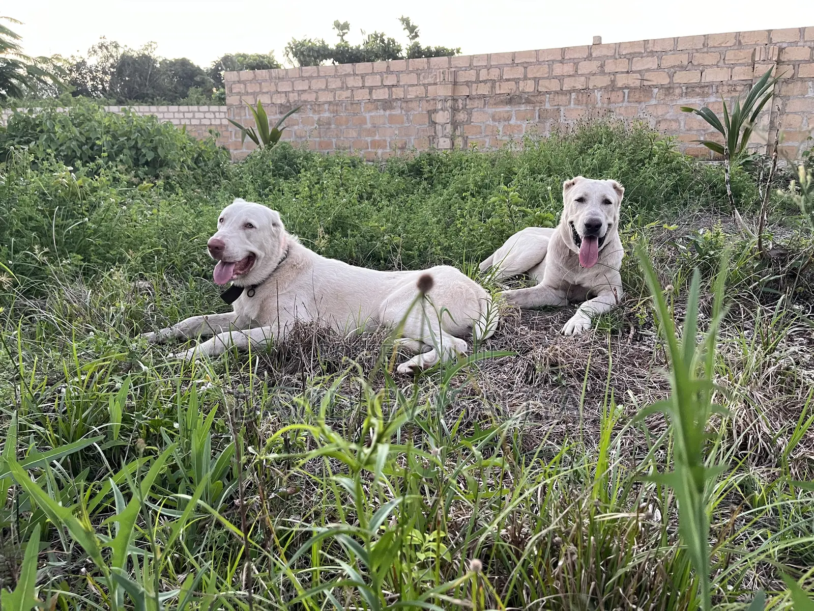 1+ year Male Purebred Alabai