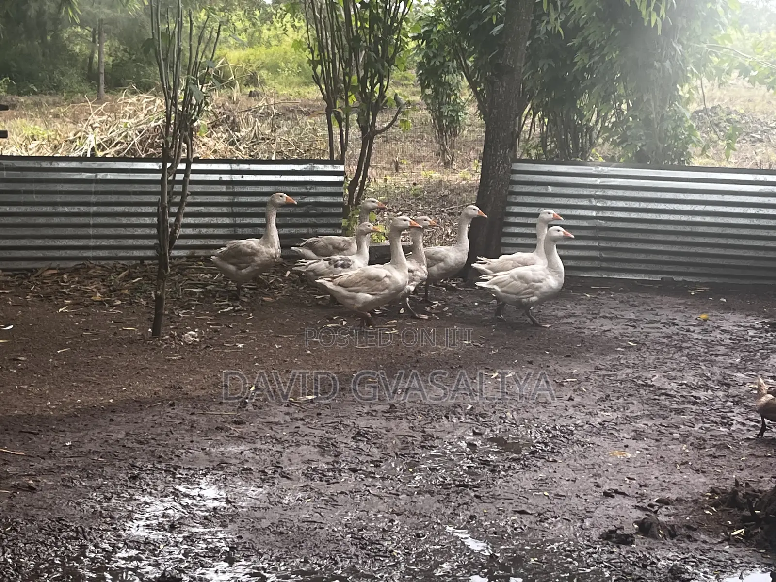 Geese for Sell