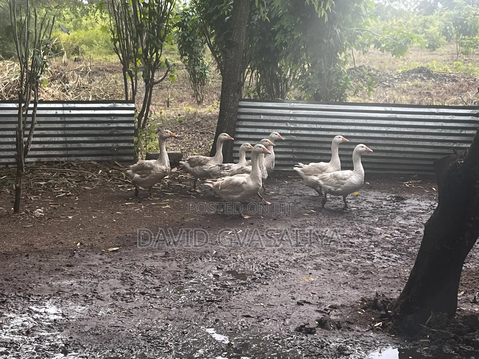 Geese for Sell