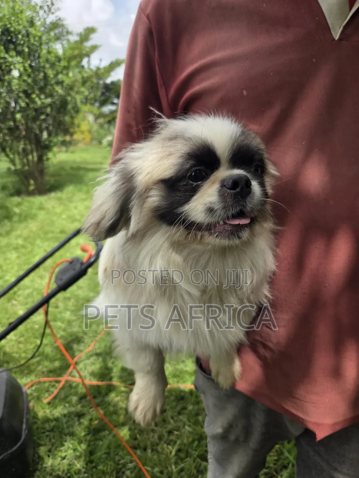 3-6 months Male Purebred Pekingese