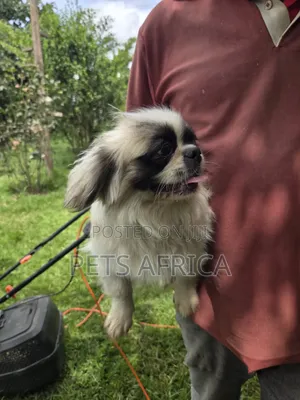 3-6 months Male Purebred Pekingese