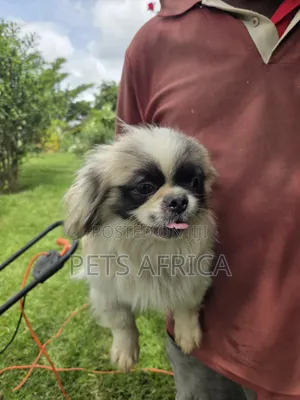3-6 months Male Purebred Pekingese