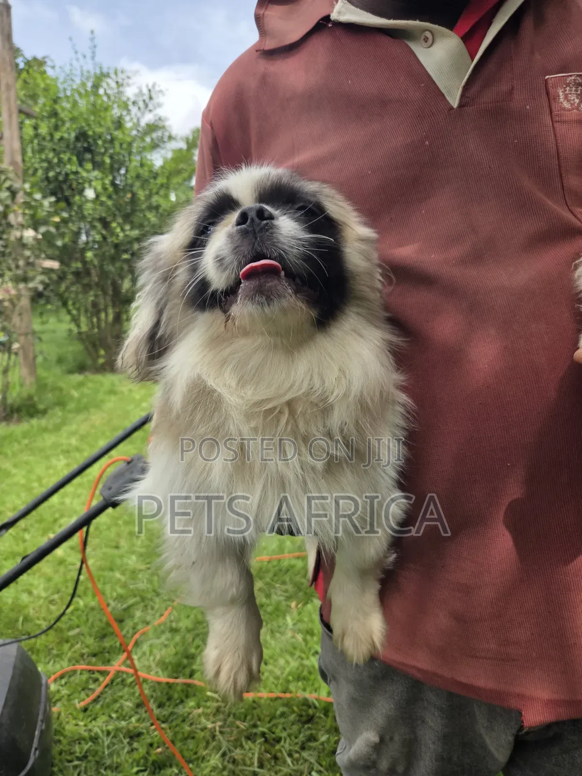 3-6 months Male Purebred Pekingese