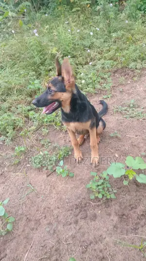 3-6 months Male Purebred German Shepherd