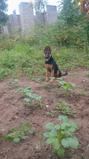3-6 months Male Purebred German Shepherd