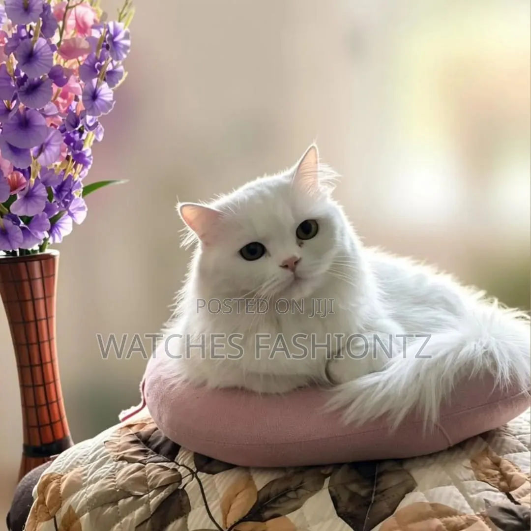 1-3 months Male Purebred Persian