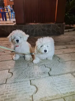 1-3 months Male Purebred Maltese
