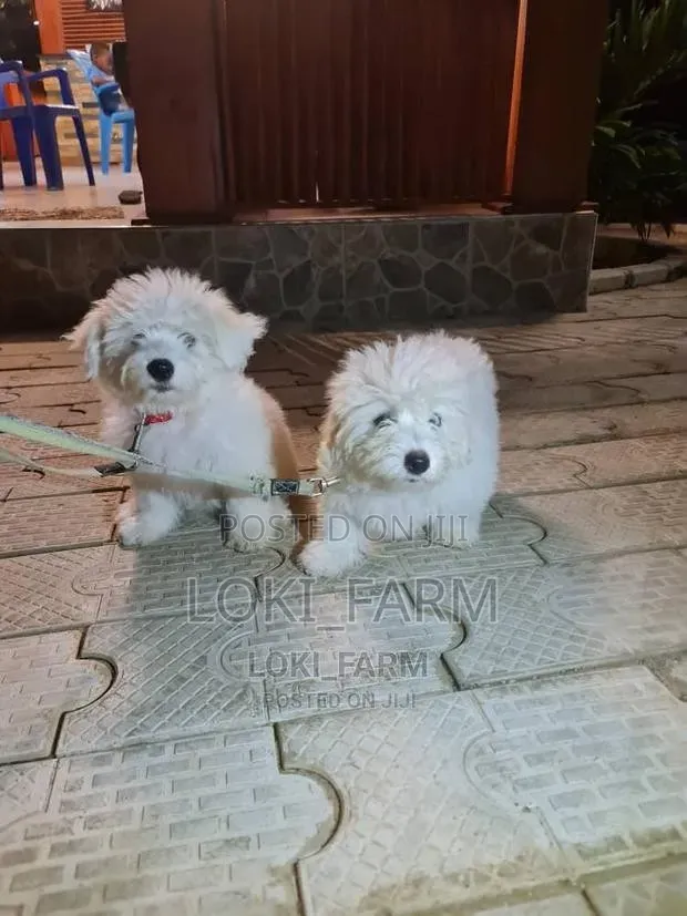 1-3 months Male Purebred Maltese