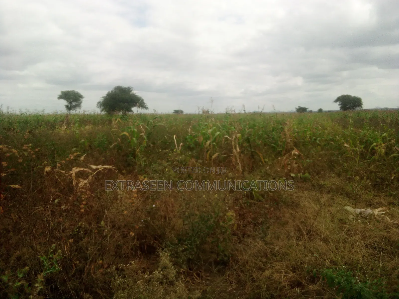 Shba Linauzwa Nduruma, Marurani