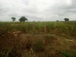 Shba Linauzwa Nduruma, Marurani