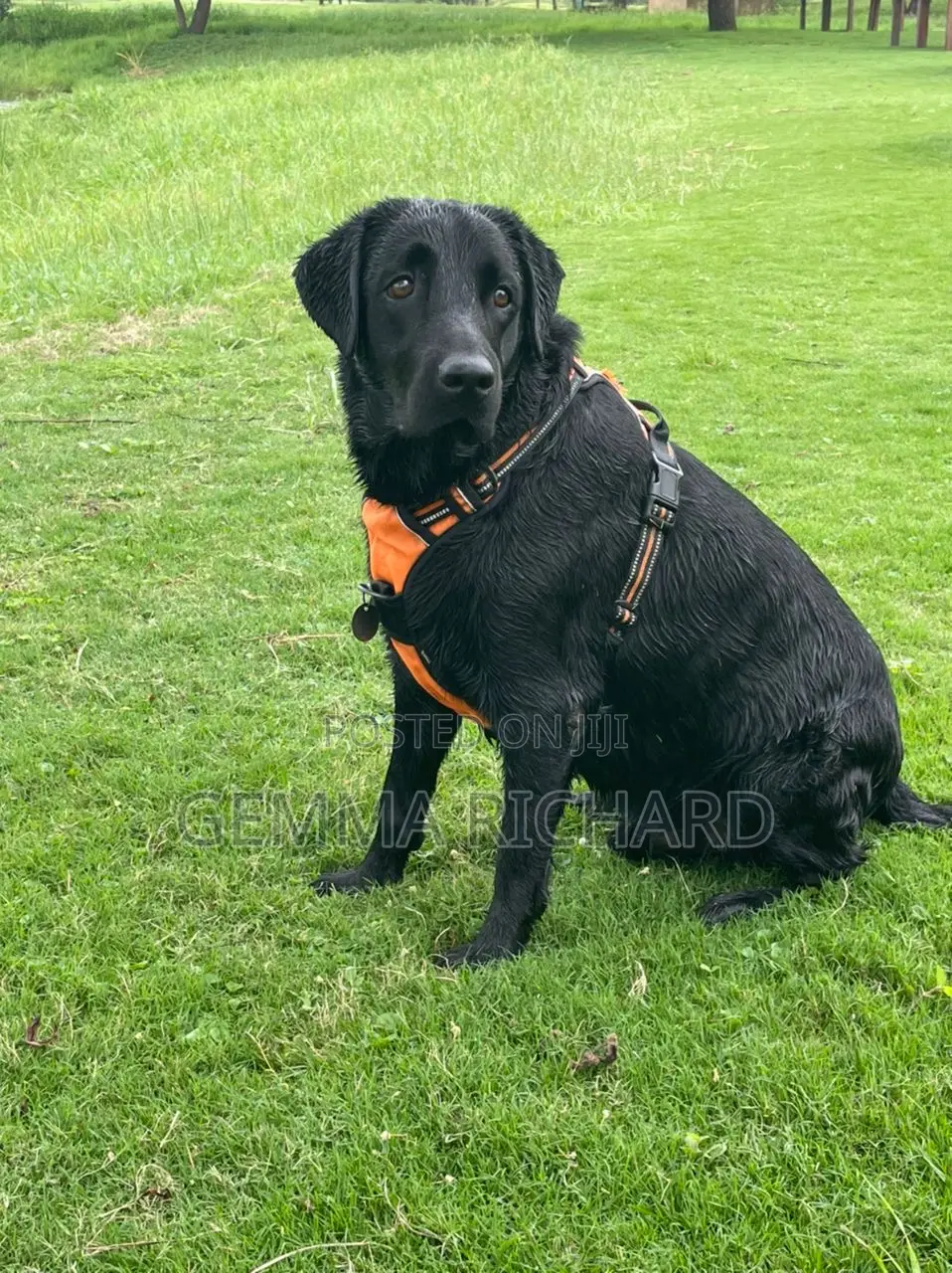 1-3 months Male Purebred Labrador Retriever