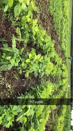 Kazi Za Kilimo