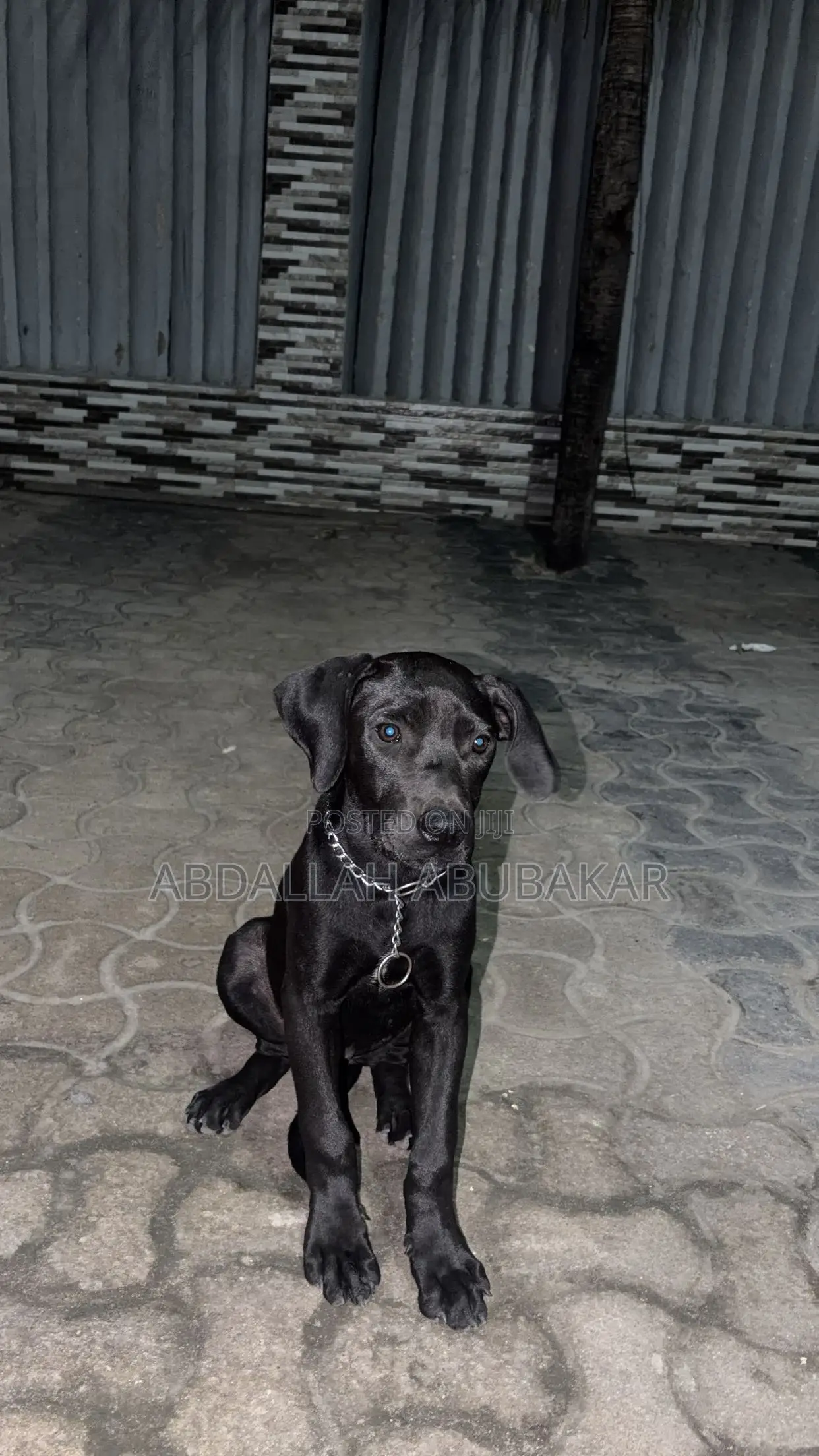 3-6 months Female Purebred Boerboel