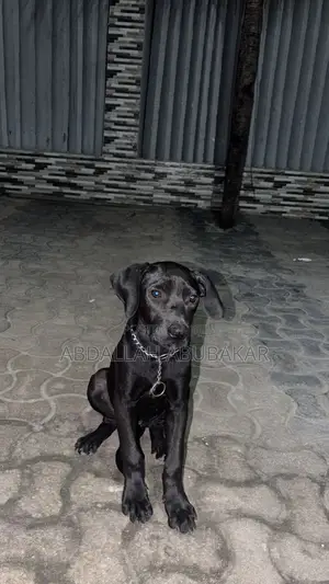 3-6 months Female Purebred Boerboel