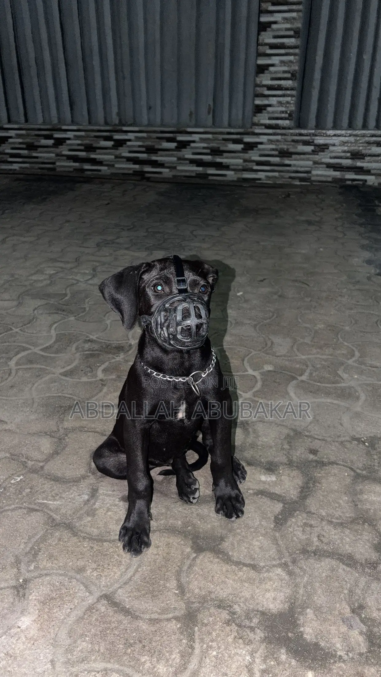 3-6 months Female Purebred Boerboel